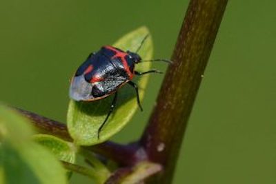 Black and red shield bug insect on leaf