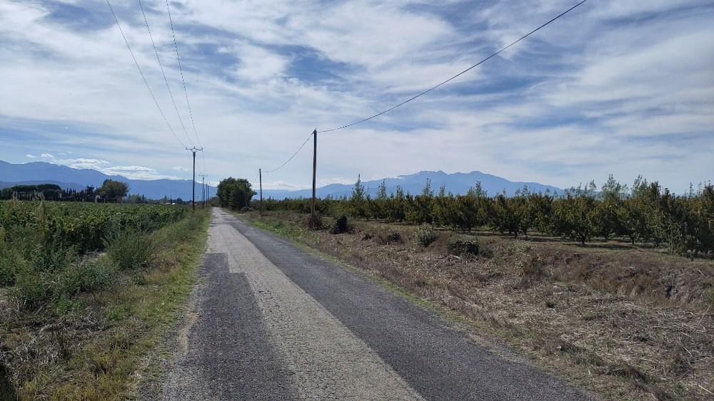 Flat road alongside orchards with mountains ahead.