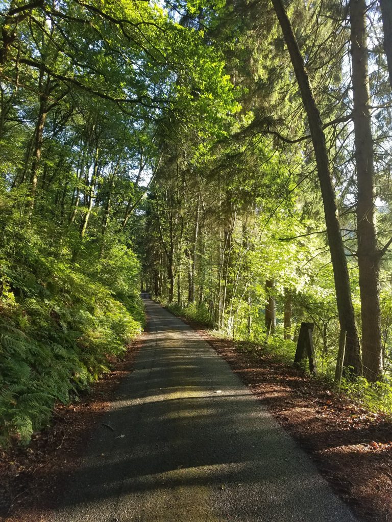 Dappled sunlight on single track lane in deciduous woodland
